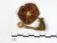 微皮傘屬藏品圖，第3張