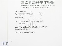 鬼傘屬藏品圖，第2張