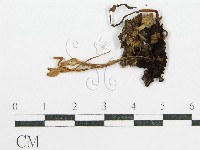 鬼傘屬藏品圖，第1張