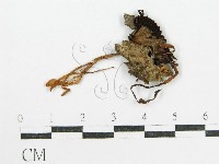 鬼傘屬藏品圖，第3張