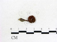 登錄號:F0012962藏品圖，第1張