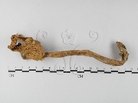 登錄號:F0012963藏品圖，第1張