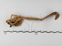 登錄號:F0012963藏品圖，第5張