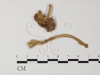登錄號:F0012964藏品圖，第3張