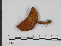登錄號:F0012966藏品圖，第3張