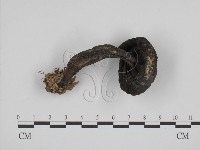 登錄號:F0012968藏品圖，第3張