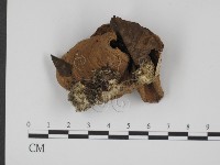 登錄號:F0012969藏品圖，第1張