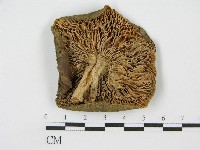 登錄號:F0012971藏品圖，第3張