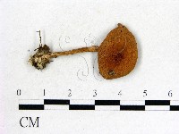 登錄號:F0012973藏品圖，第1張