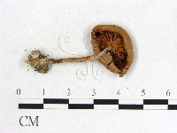 登錄號:F0012973藏品圖，第3張