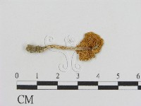 登錄號:F0012974藏品圖，第1張