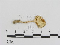 登錄號:F0012974藏品圖，第3張