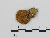登錄號:F0012976藏品圖，第1張