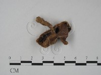 登錄號:F0012977藏品圖，第1張