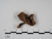 登錄號:F0012977藏品圖，第3張