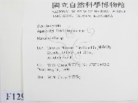 微皮傘屬藏品圖，第2張