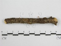 微皮傘屬藏品圖，第3張