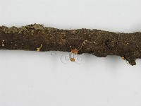微皮傘屬藏品圖，第5張