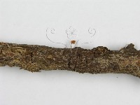 微皮傘屬藏品圖，第6張