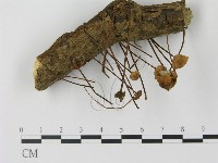 登錄號:F0012979藏品圖，第1張