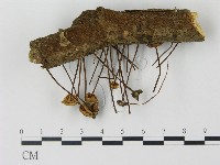登錄號:F0012979藏品圖，第3張