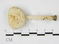 登錄號:F0012980藏品圖，第1張