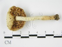 登錄號:F0012980藏品圖，第3張