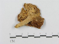 登錄號:F0012981藏品圖，第1張