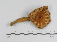 登錄號:F0012982藏品圖，第1張