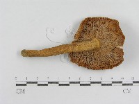 登錄號:F0012982藏品圖，第3張