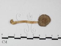 登錄號:F0012984藏品圖，第1張