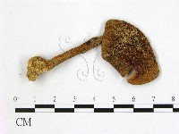 鵝膏屬藏品圖，第1張