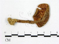 鵝膏屬藏品圖，第3張