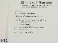 相鄰小孔菌藏品圖，第2張