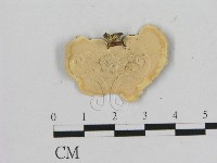 相鄰小孔菌藏品圖，第3張