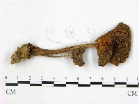 登錄號:F0012989藏品圖，第1張
