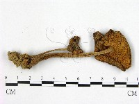 登錄號:F0012989藏品圖，第3張