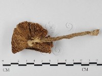 登錄號:F0012990藏品圖，第1張