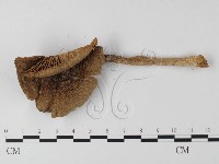 登錄號:F0012990藏品圖，第3張