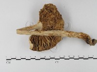 登錄號:F0012991藏品圖，第1張