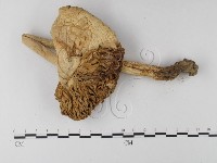 登錄號:F0012991藏品圖，第4張