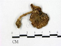 鵝膏屬藏品圖，第1張