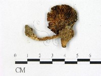 鵝膏屬藏品圖，第3張