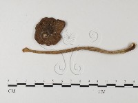 登錄號:F0012993藏品圖，第1張