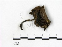 鵝膏屬藏品圖，第1張