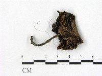 鵝膏屬藏品圖，第3張