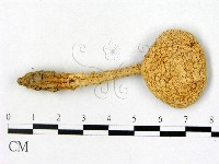 鵝膏屬藏品圖，第1張