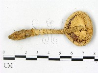 鵝膏屬藏品圖，第3張