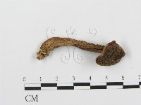 登錄號:F0013000藏品圖，第1張