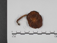 登錄號:F0013001藏品圖，第1張